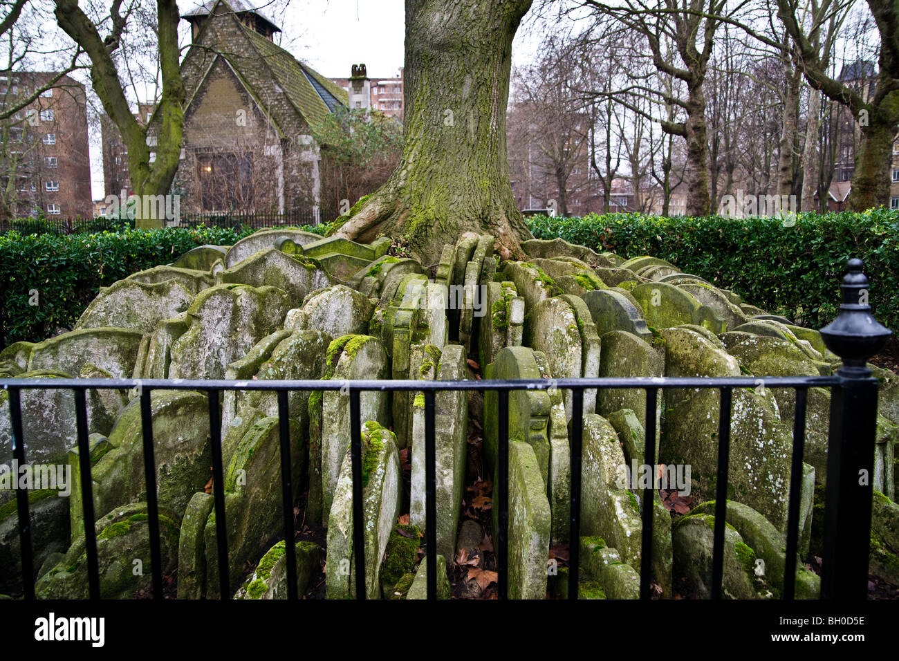 The Hardy Tree Stock Photo Alamy