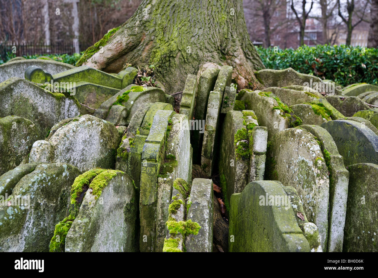 The Hardy Tree Stock Photo - Alamy