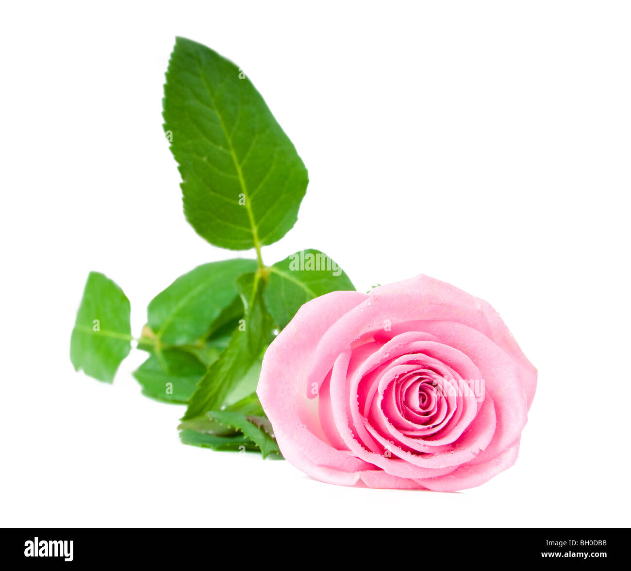 pink rose isolated on white Stock Photo - Alamy