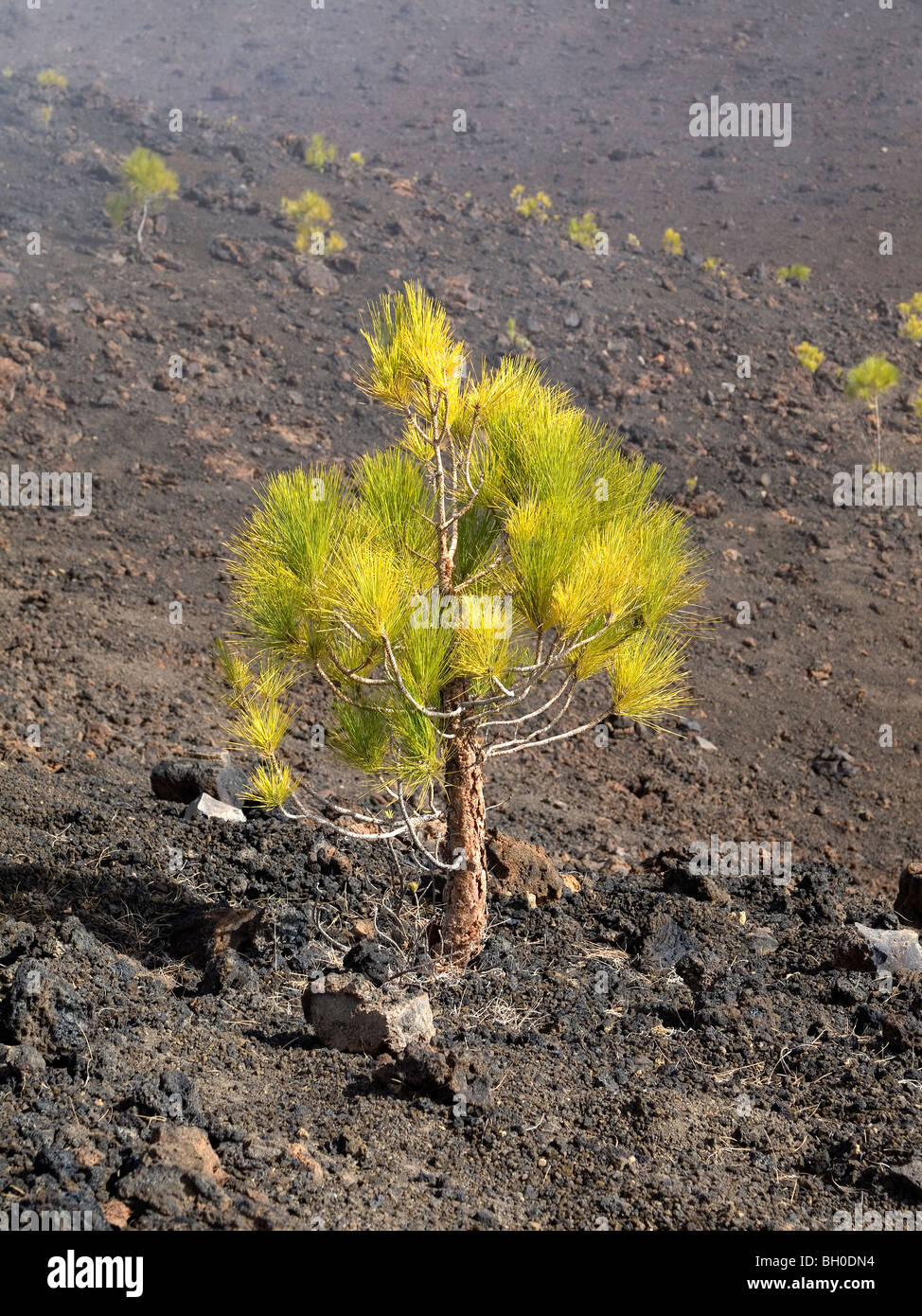 A sturdy sapling Canary Island Pine (Pinus canariensis) on the mountains of Tenerife where it can grow on very rocky ground Stock Photo