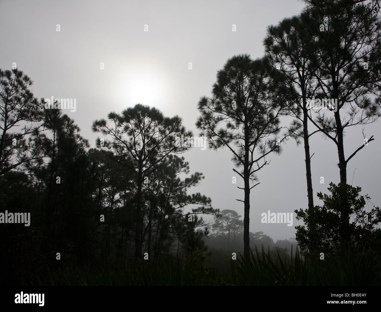 Sun though fog in morning in Cedar Point Environmental Park in Charlotte County Florida Stock Photo