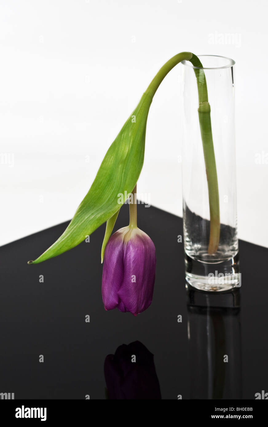 Wilting flower hires stock photography and images Alamy