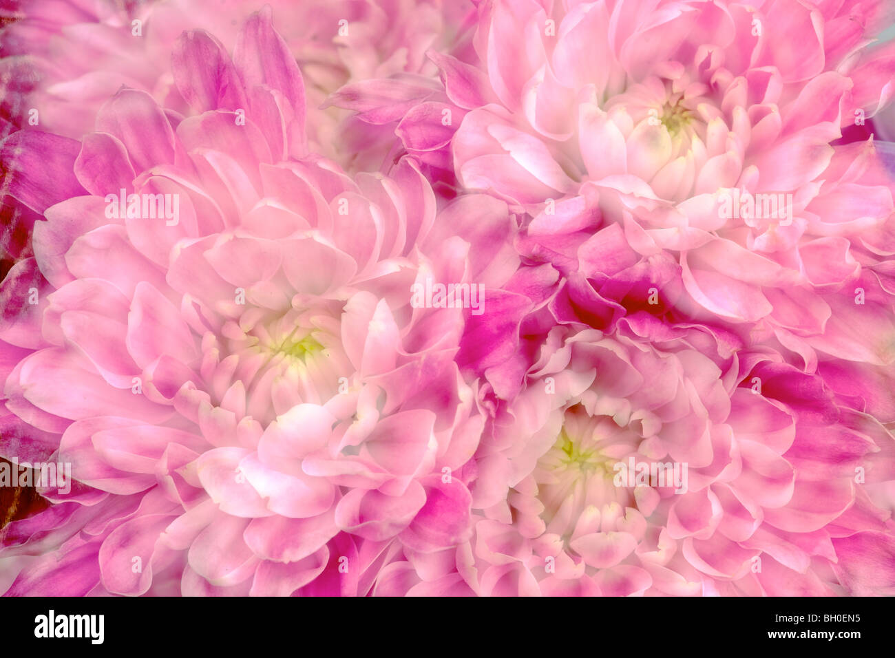 Double chrysanthemum flower hi-res stock photography and images - Alamy