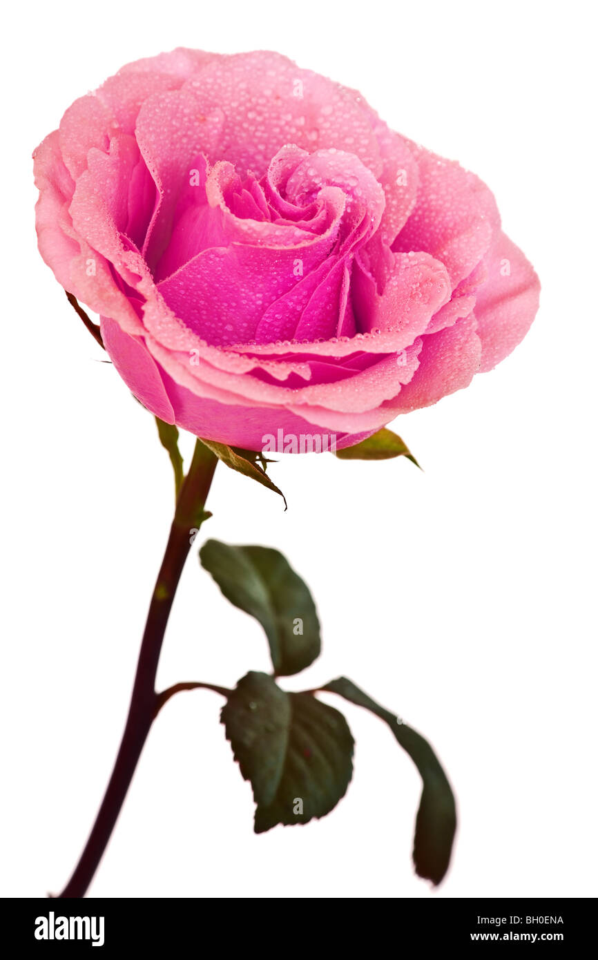 pink rose isolated on a white background Stock Photo - Alamy