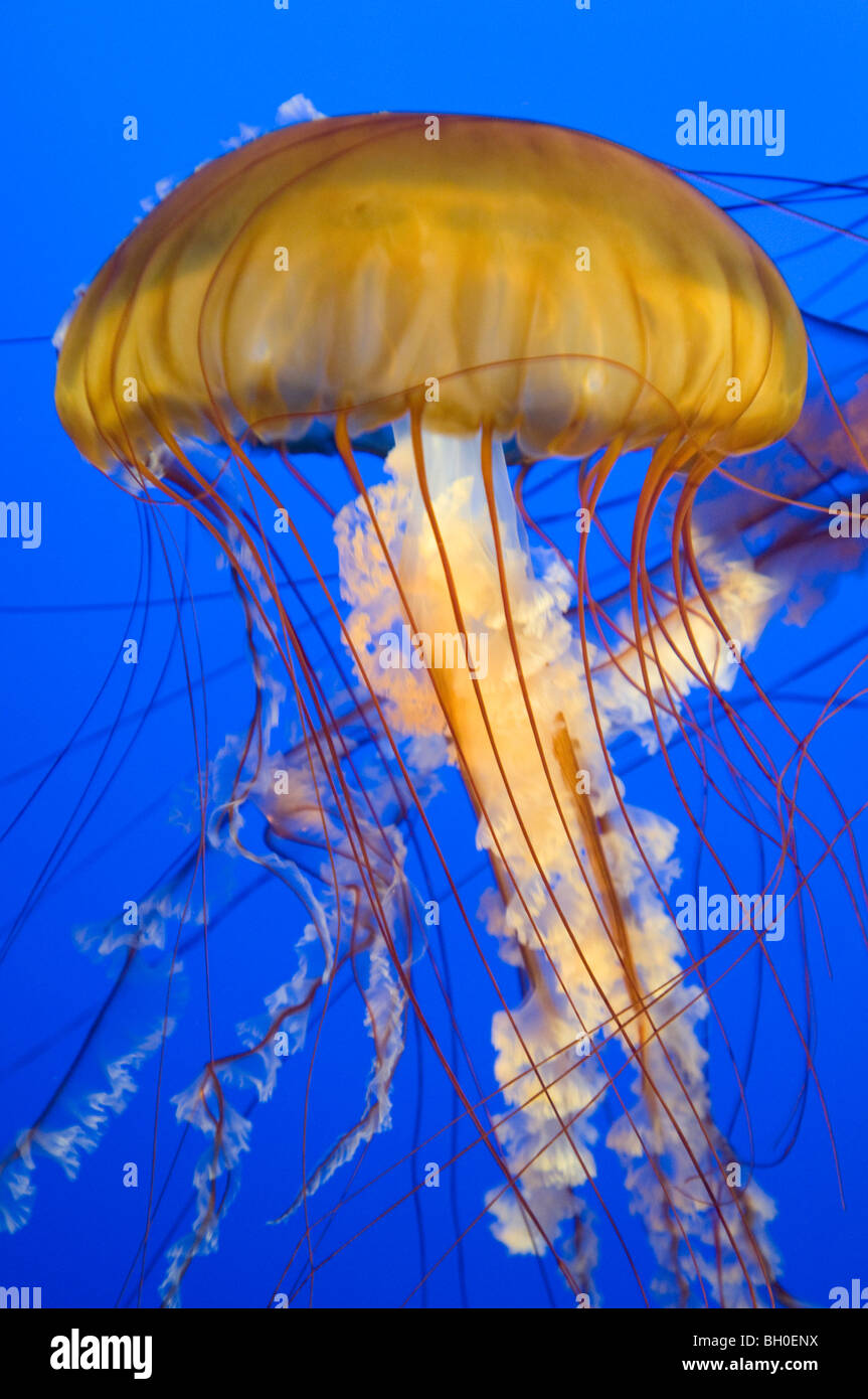 Close up of a Pacific sea nettle jellyfish in an aquarium Stock Photo