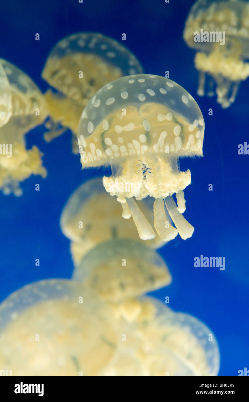 Spotted or lagoon jellyfish in an aquarium Stock Photo