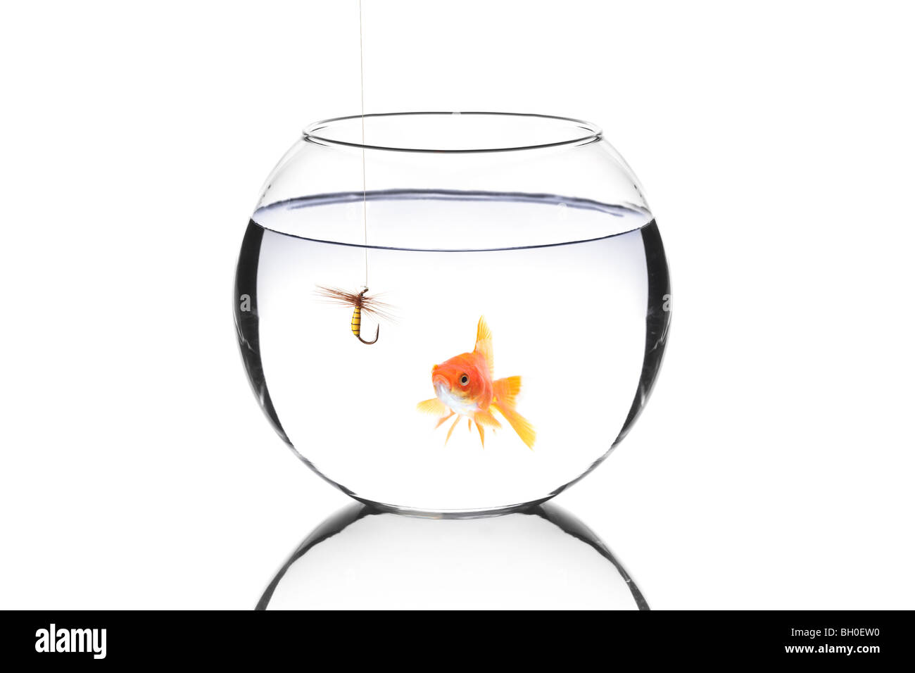 Fish bowl with fish isolated on white background Stock Photo