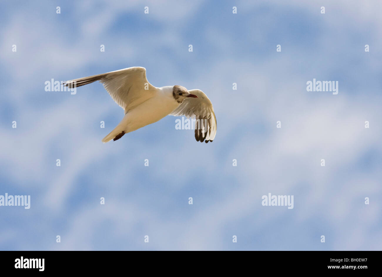 Black Headed Gull In Flight Stock Photo