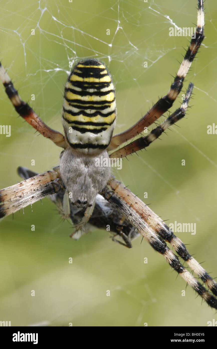 Wasp spider, Argiope bruennichi. Stock Photo