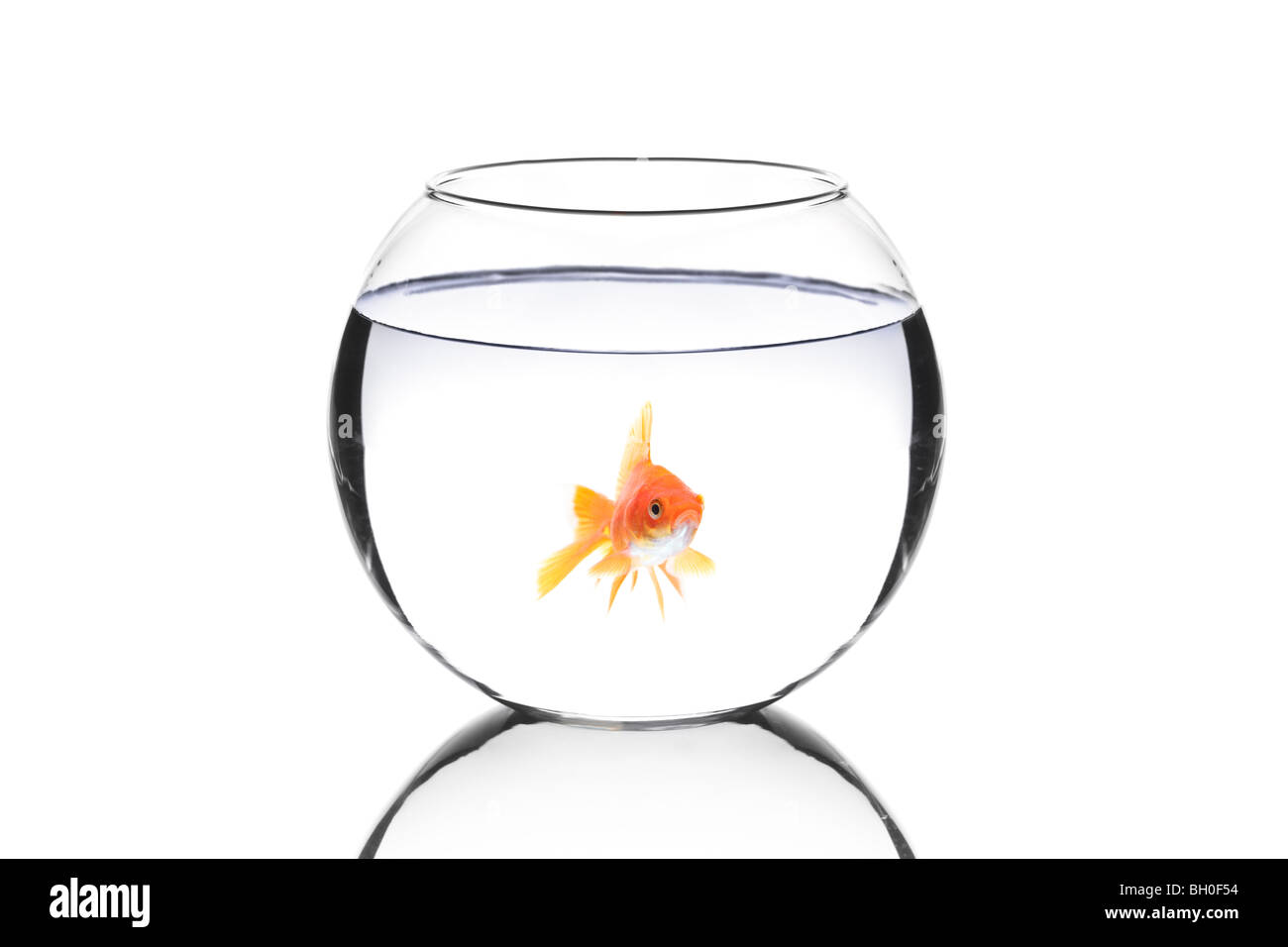 Golden fish in a fishbowl isolated on white background Stock Photo