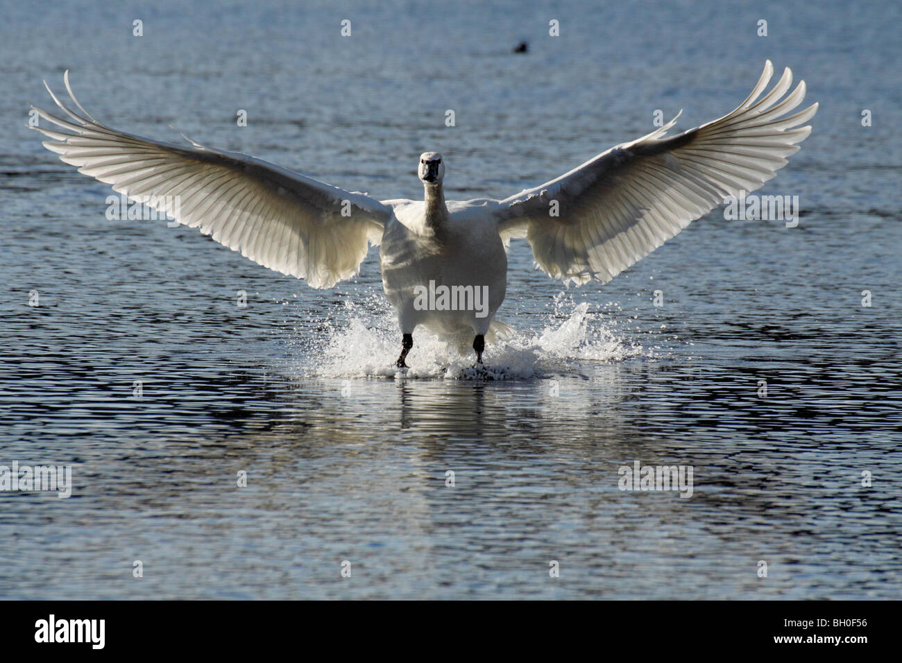 Trumpeter swan landing on lagoon-Victoria, British Columbia, Canada. Stock Photo