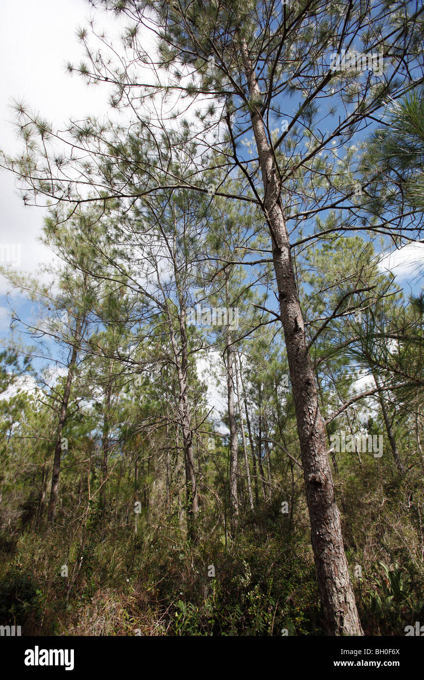 Tropical pine forest in Parque Nacional Sierra de Bahoruco in the mountains of southwest Dominican Republic Stock Photo