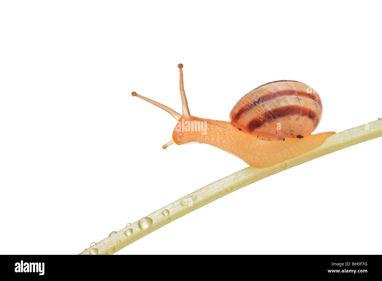 Snail on a leaf, isolated on white background Stock Photo - Alamy