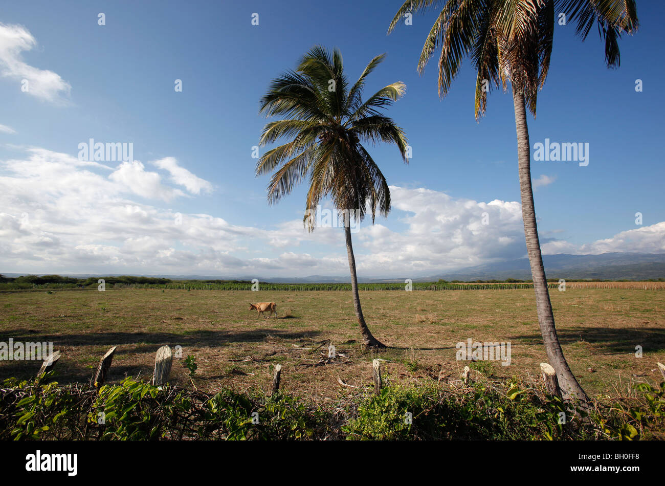Cattle grazing, southwest Dominican Republic Stock Photo Alamy