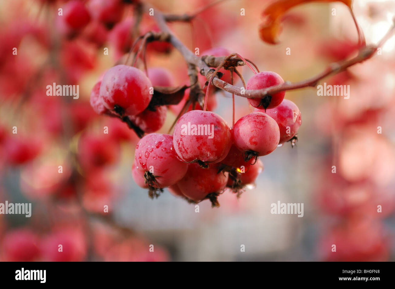 A branch of crab apple tree with bunch of ripe red fruits on a blurry background Stock Photo