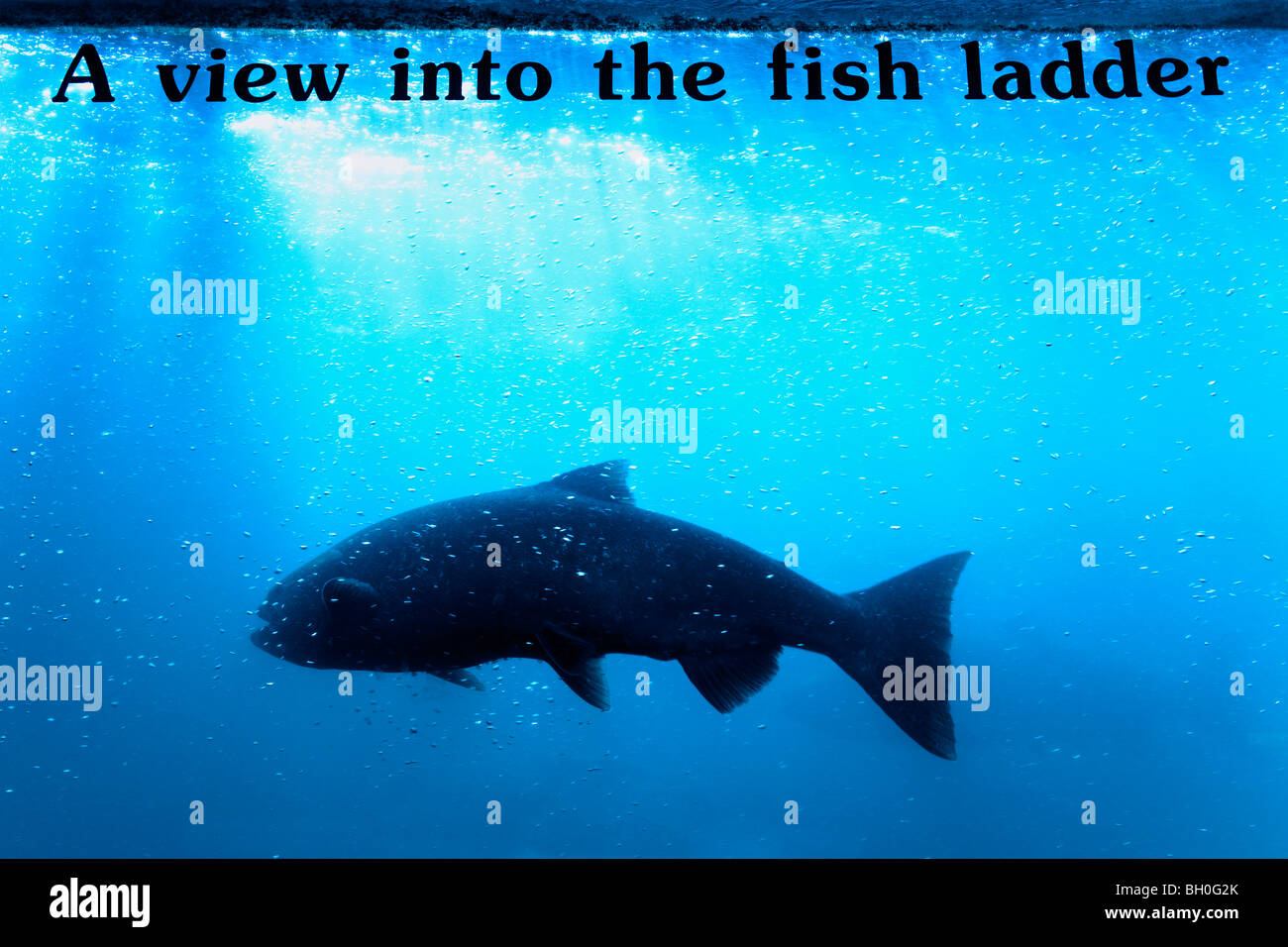 Salmon in the fish ladder, Bonneville Dam & Locks in the Columbia River