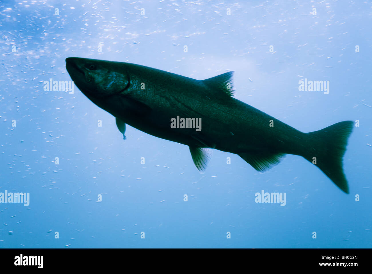 Salmon in the fish ladder, Bonneville Dam & Locks in the Columbia River