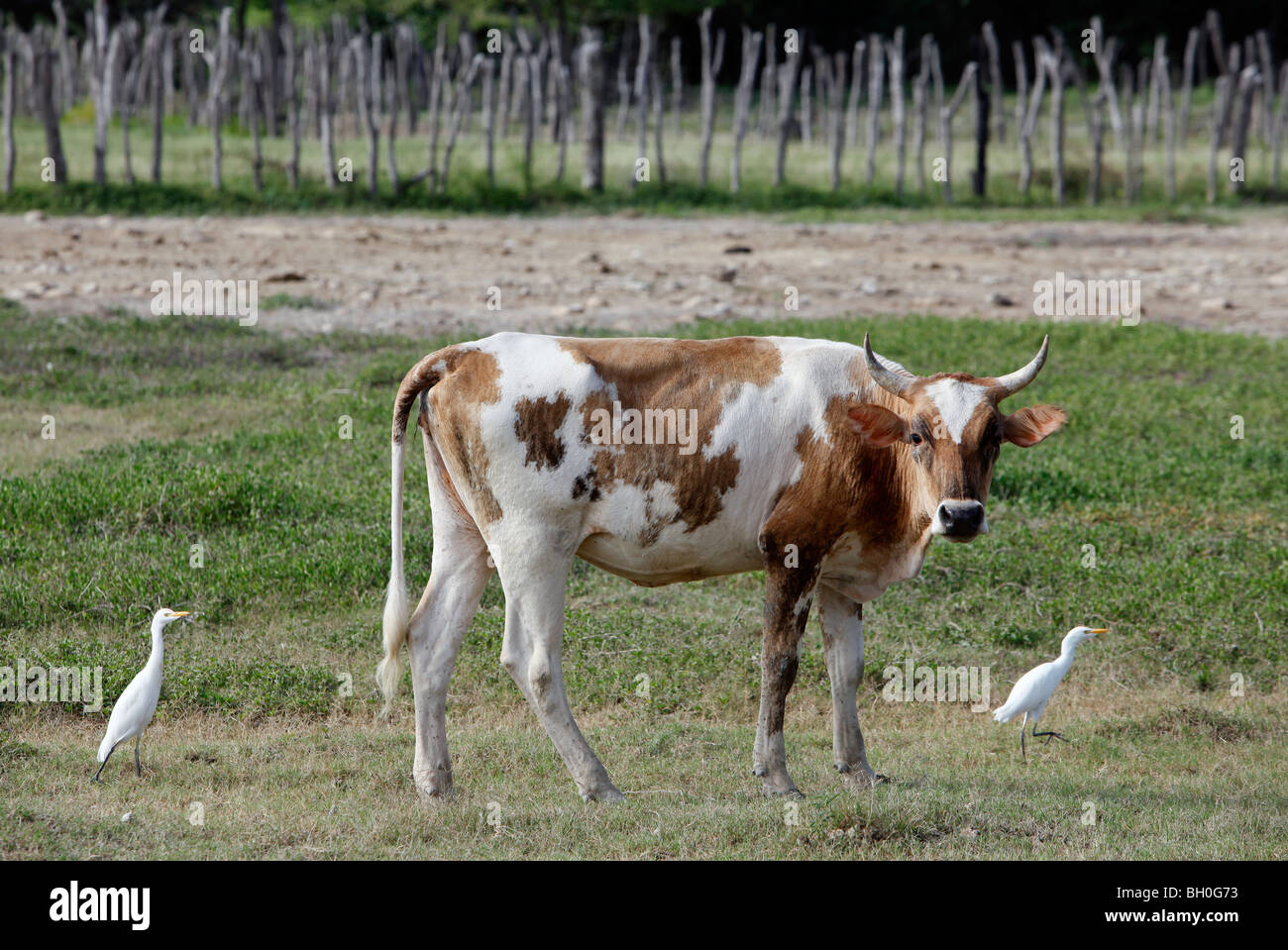 Cow, egrets, field, Dominican Republic Stock Photo Alamy