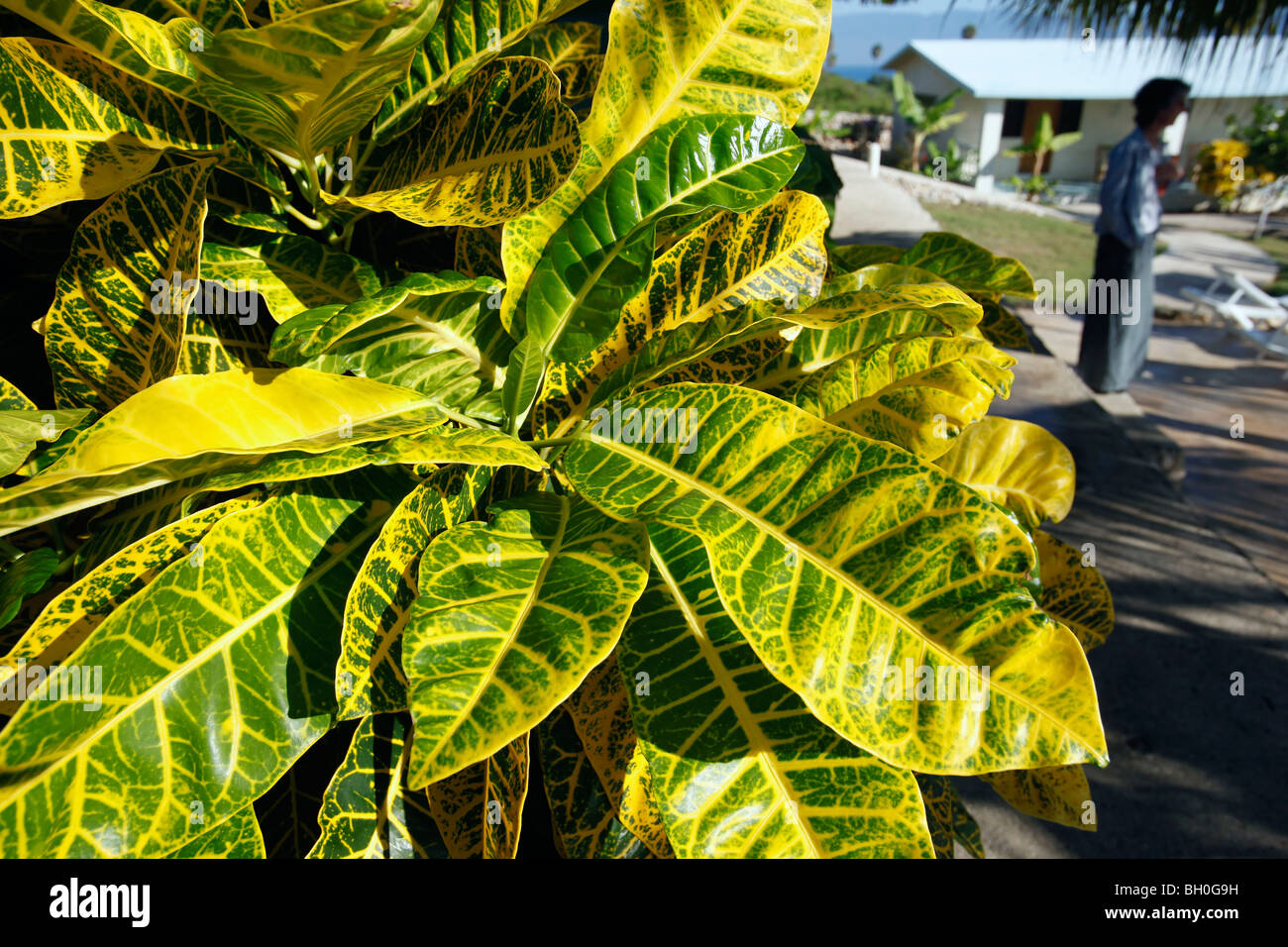 Hotel grounds, tropical plant, Dominican Republic Stock Photo