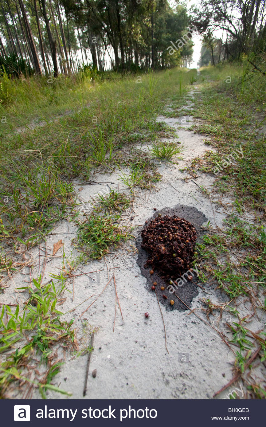 Bear Feces High Resolution Stock Photography and Images - Alamy