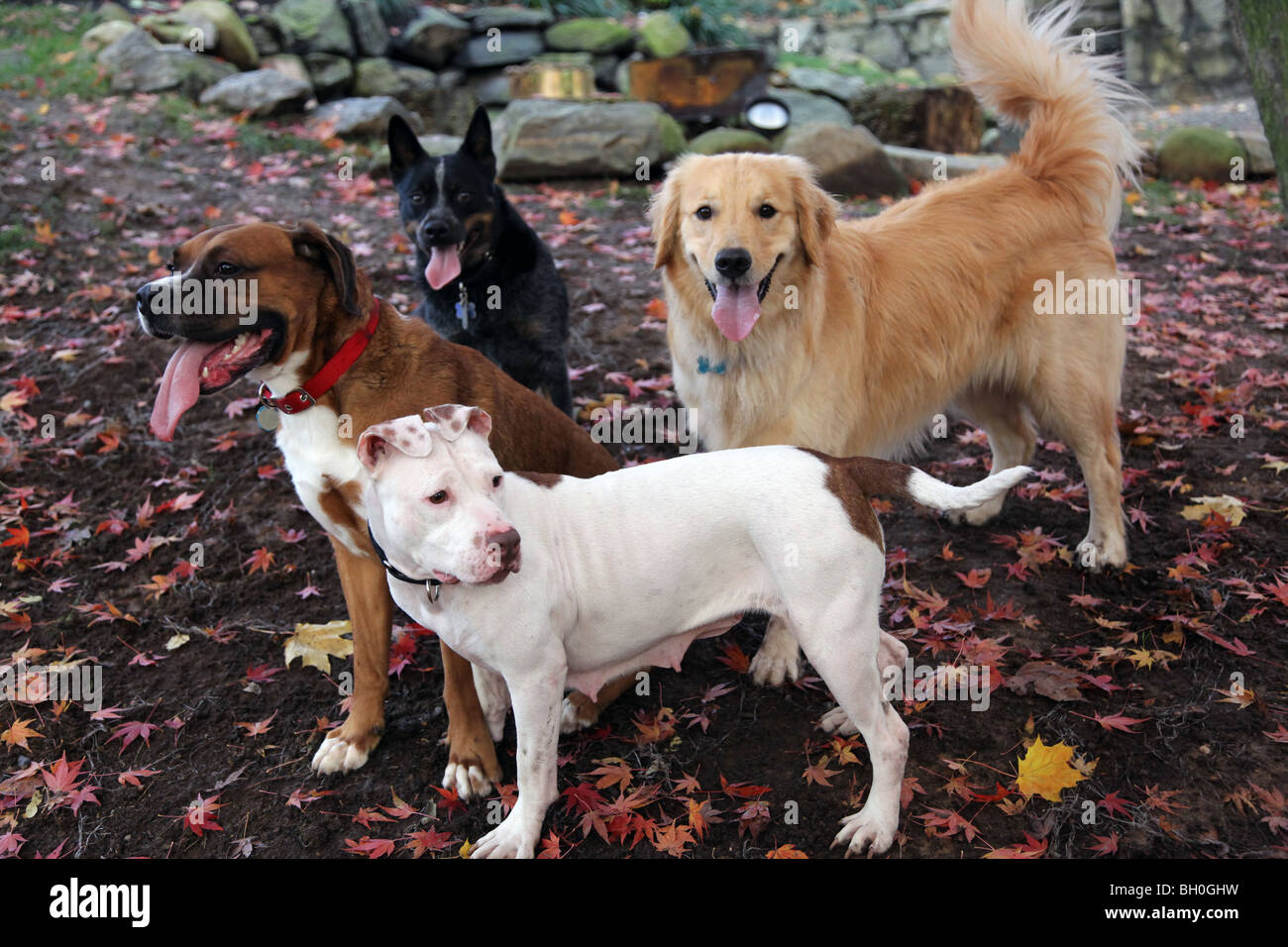 Quartet of dogs in a leafy yard Stock Photo