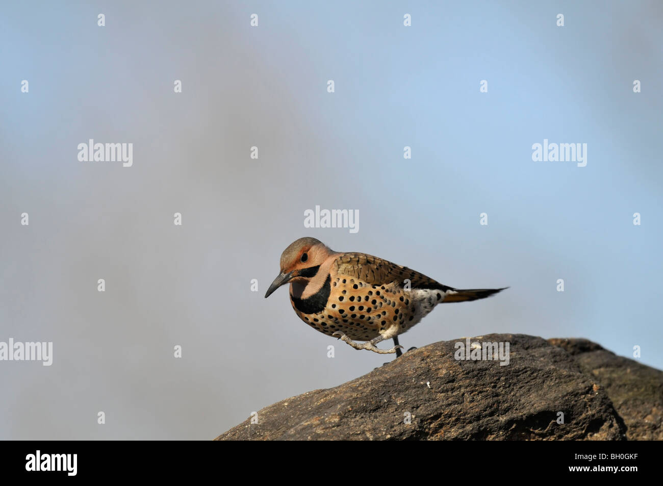 Northern Flicker: Colaptes auratus, photographed in the Eastern Meadow of the Central Park in New York City during winter Stock Photo