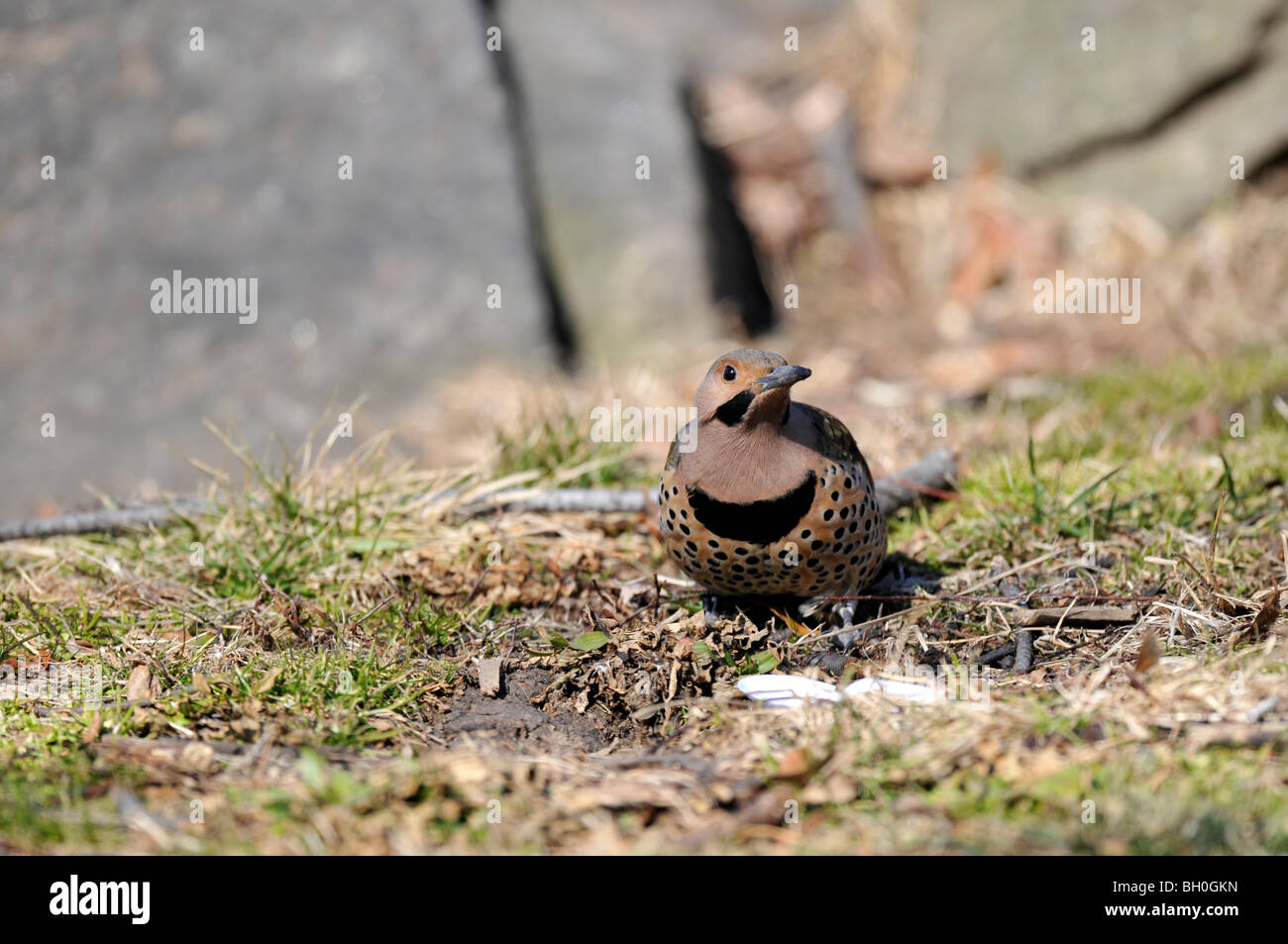 Northern Flicker: Colaptes auratus, foraging in the Eastern Meadow of the Central Park in New York City during winter Stock Photo