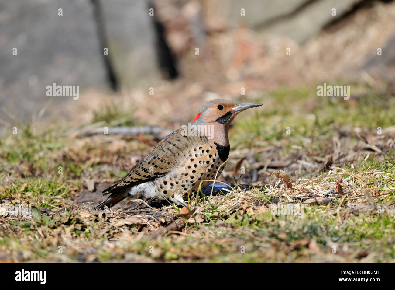 Northern Flicker: Colaptes auratus, foraging in the Eastern Meadow of the Central Park in New York City during winter Stock Photo