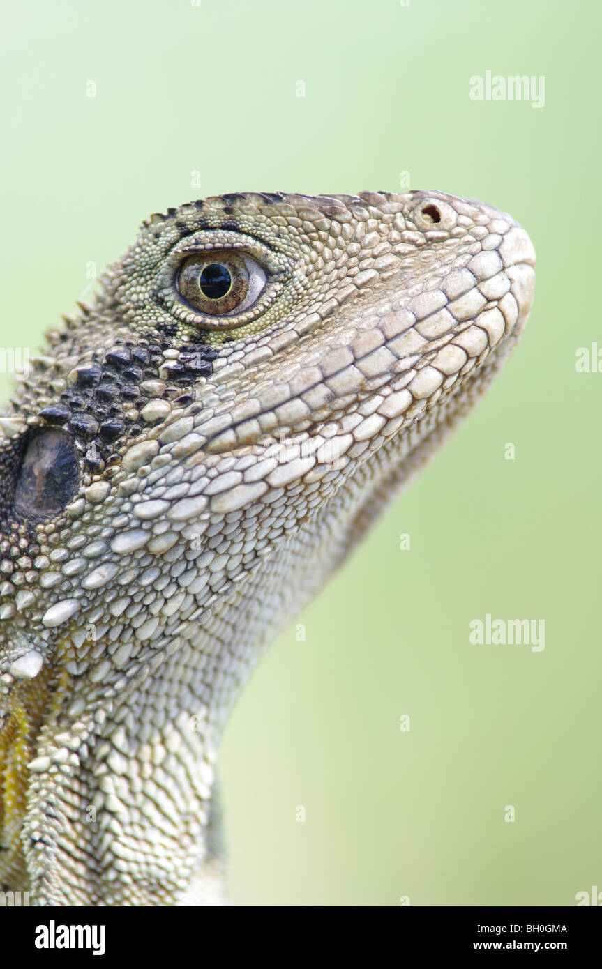 great image of an australian eastern water dragon (Physignathus lesueurii lesueurii) Stock Photo