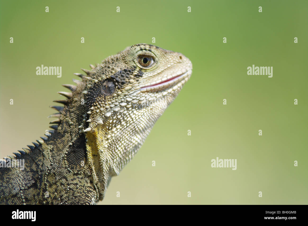 great image of an australian eastern water dragon (Physignathus lesueurii lesueurii) Stock Photo