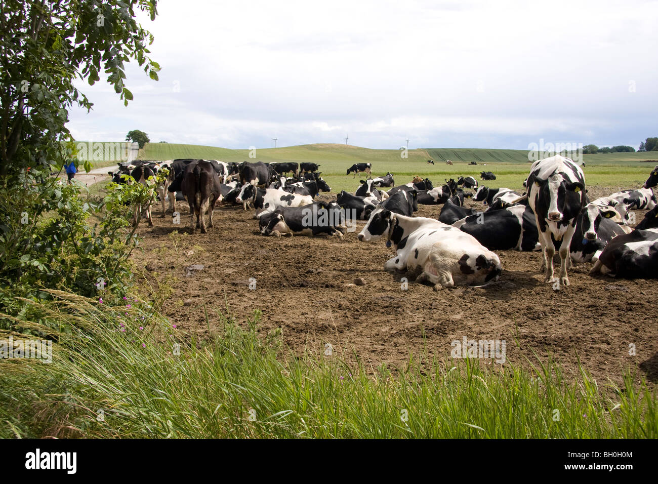 Black and white cows in field hi-res stock photography and images - Alamy