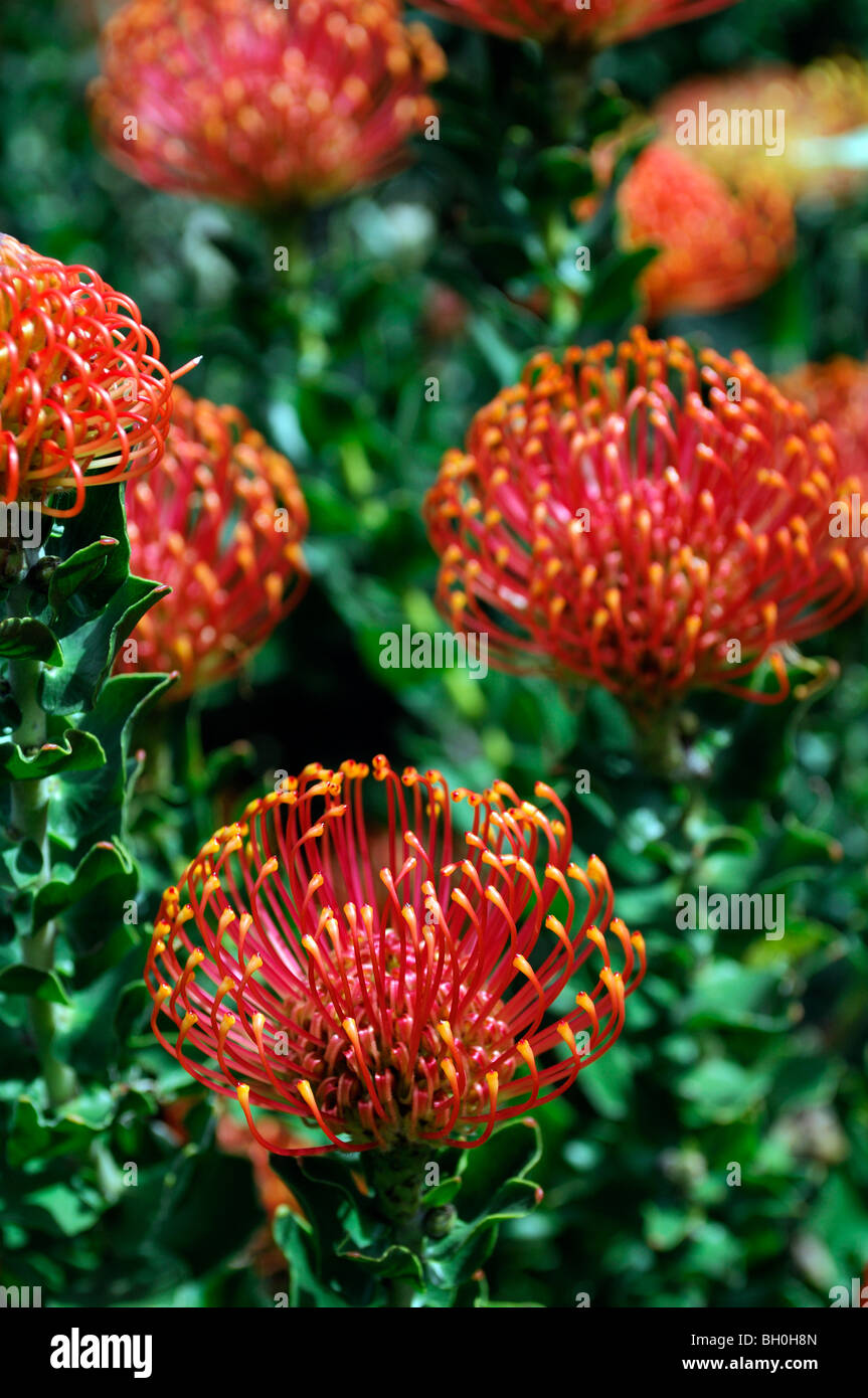 Flowering Pincushion Protea Leucospermum cordifolium western cape