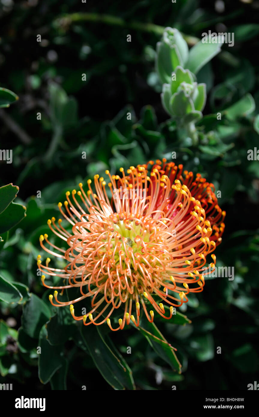 Flowering Pincushion Protea Leucospermum western cape spring wildflower