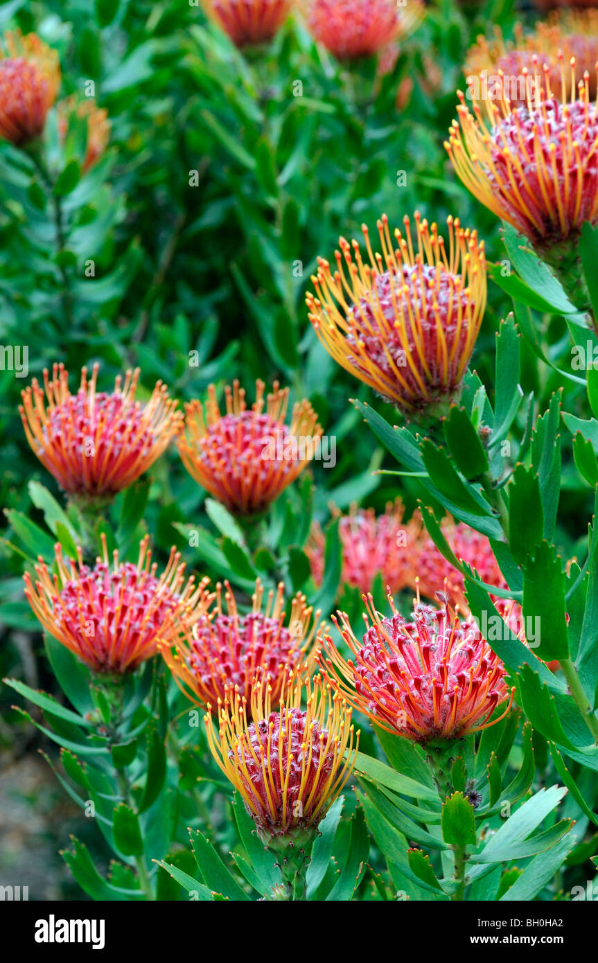 Flowering Pincushion Protea Leucospermum cordifolium western cape