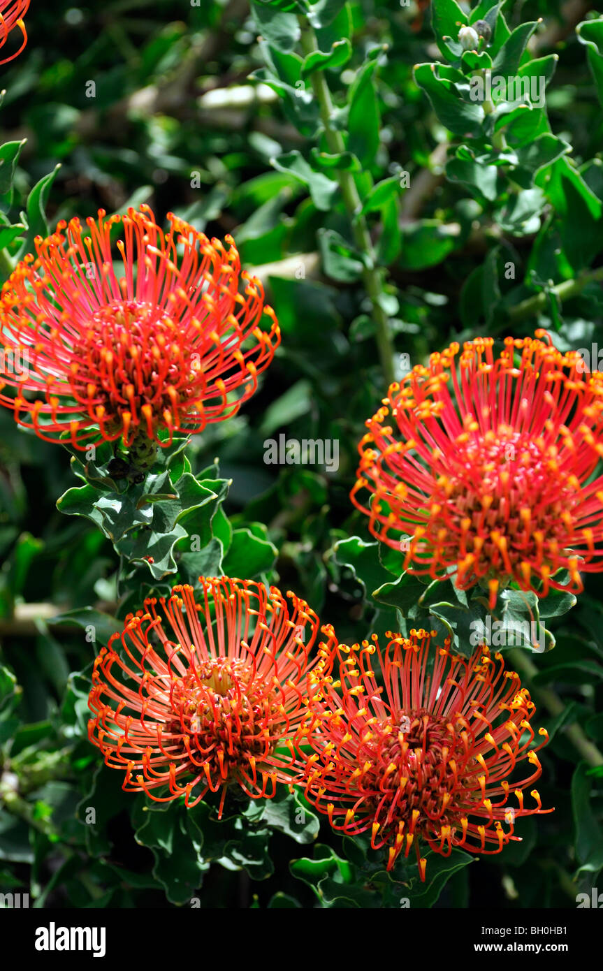 Flowering Pincushion Protea Leucospermum cordifolium western cape