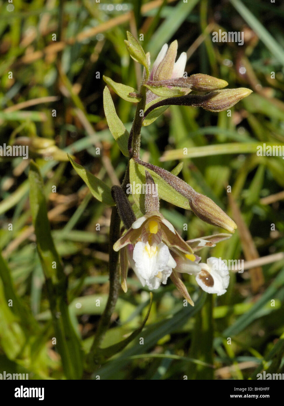 Marsh Helleborine, Epipactis palustris Stock Photo