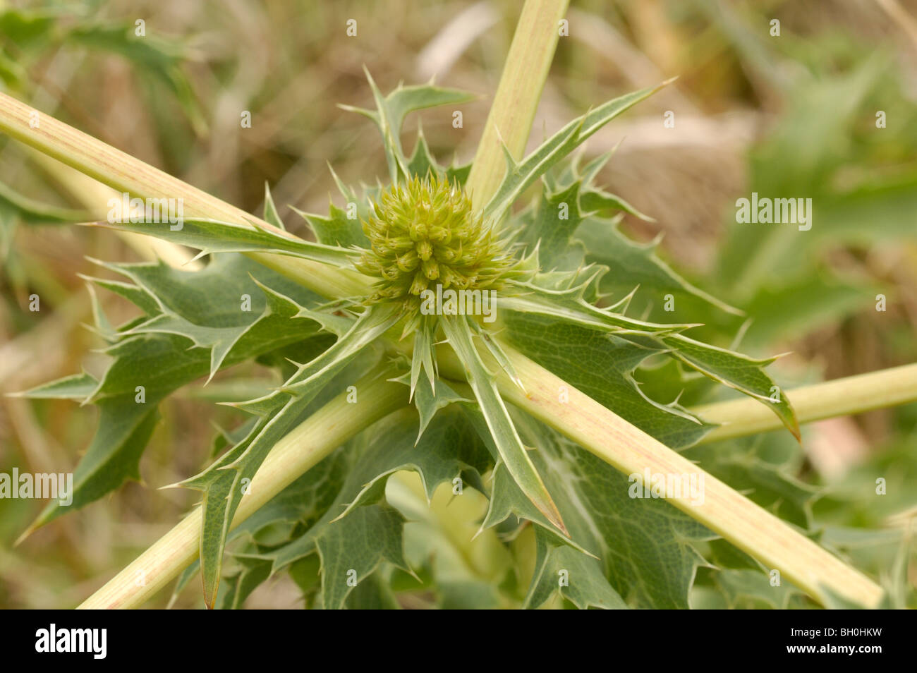 Field Eryngo, eryngium campestre Stock Photo Alamy