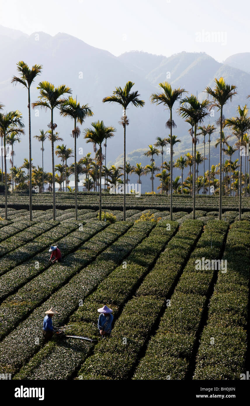 Areca, tea farmers working on a tea plantation, Rueili, Alishan, Taiwan, Asia Stock Photo