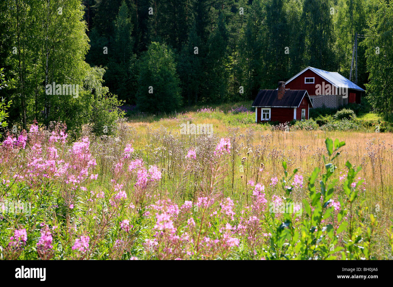 Old finish residential house and meadow flowers in the sunlight, Rantasalmi, Saimaa Lake District, Finland, Europe Stock Photo
