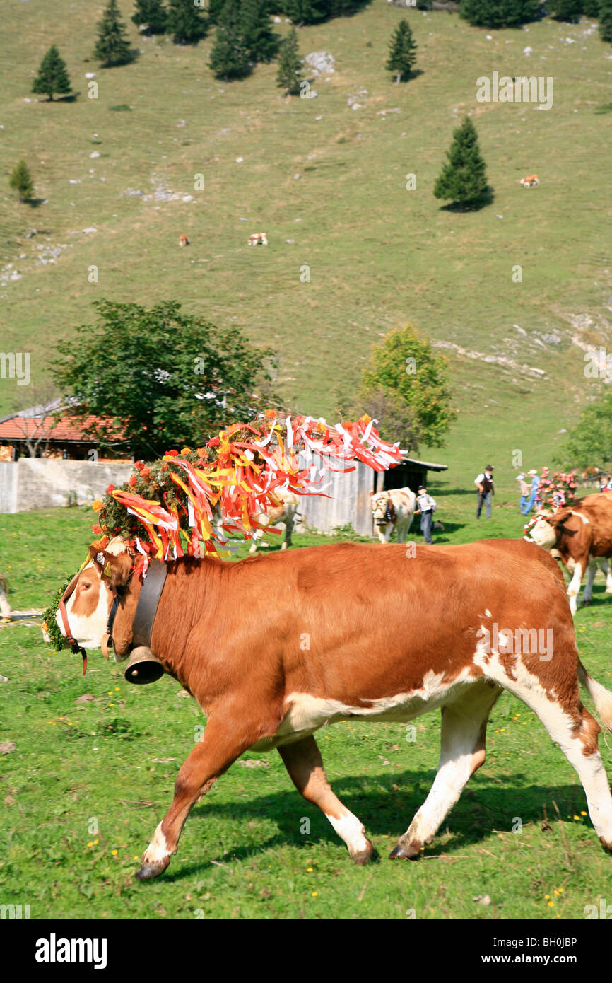 Cow at Almabtrieb, cattle drive from mountain pasture, Arzmoos, Sudelfeld, Bavaria, Germany Stock Photo