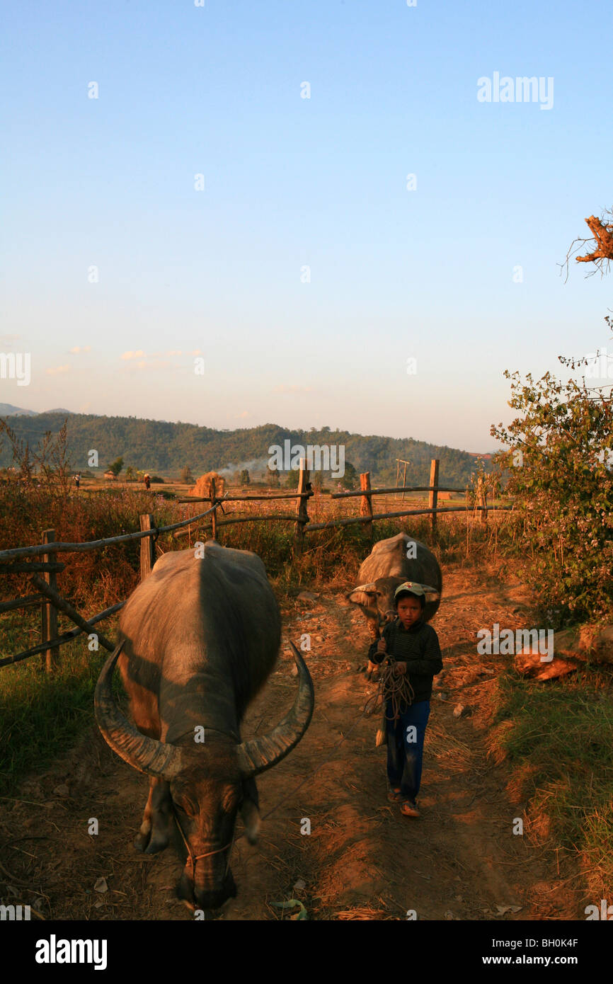 Boy with water buffalos in the light of the evening sun, Hispaw, Shan State, Myanmar, Burma, Asia Stock Photo