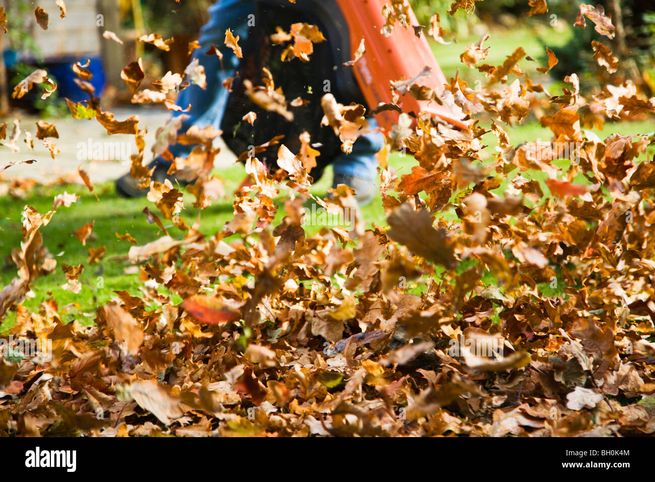 A flurry of leaves created by a man using a combination leaf blower and vac to blow leaves off the garden lawn. England. UK. Stock Photo