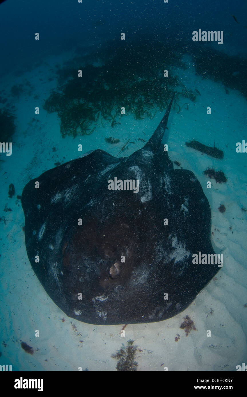 Shorttail Stingray, Dasyatis breicaudata, Neptune Islands, South Australia, Australia. Stock Photo