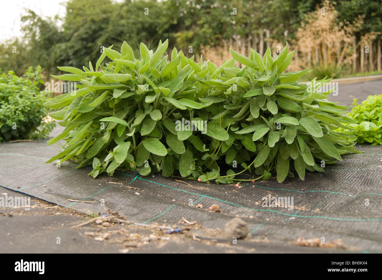 Common sage (Salvia officinalis) growing on an allotment plot Stock Photo