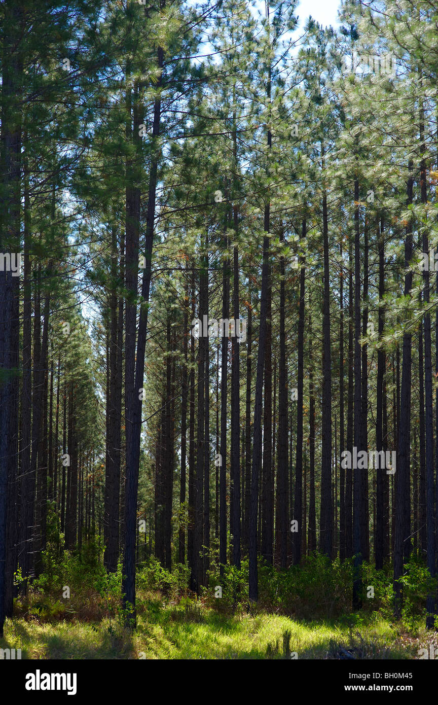 Pine plantation Stock Photo