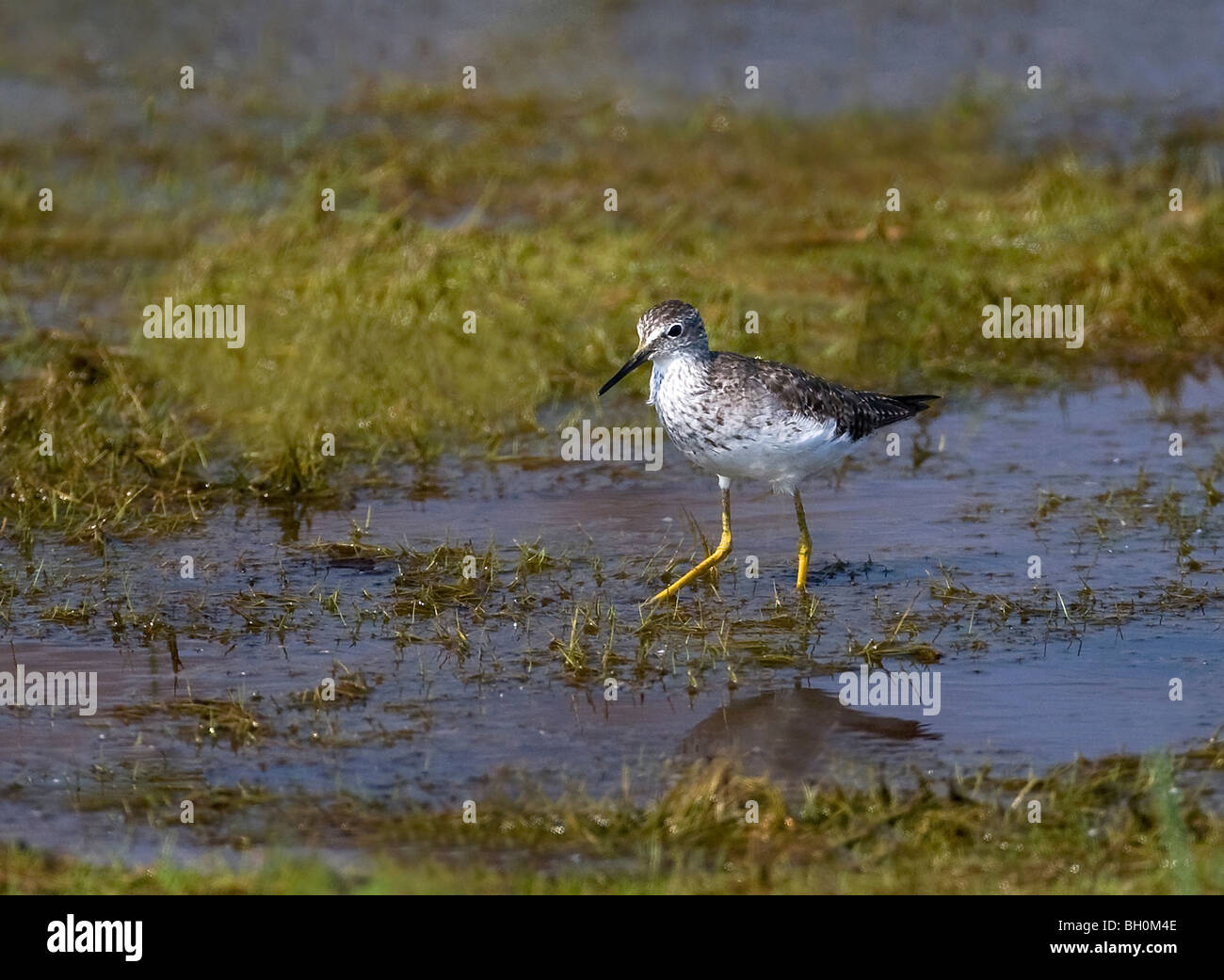 Sandpiper Shorebird taken at the Cape May Bird Sanctuary. Stock Photo