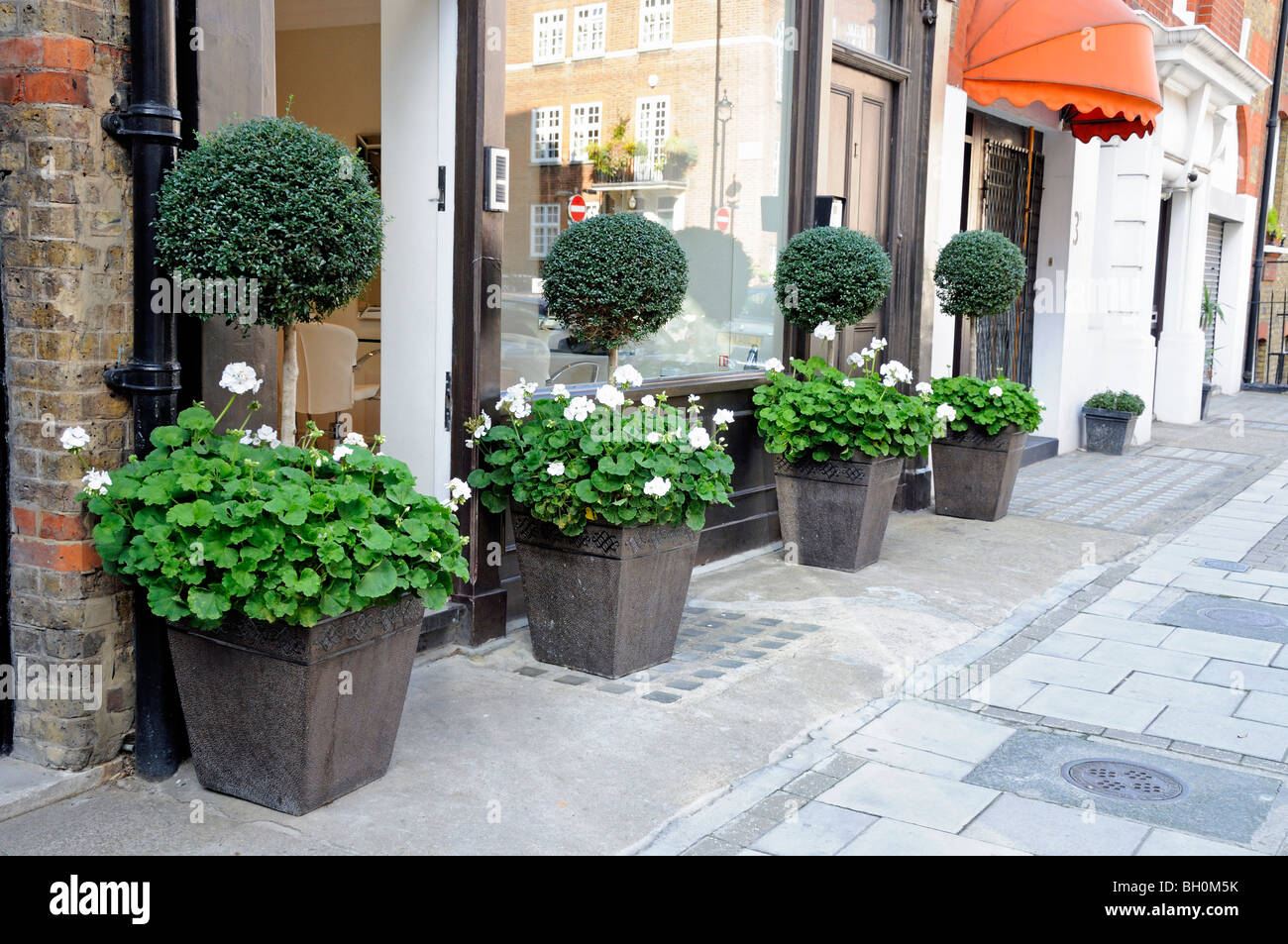 Smart planters with standard box Buxus sempervirens and white Pelargonium outside shop Marylebone London England UK Stock Photo