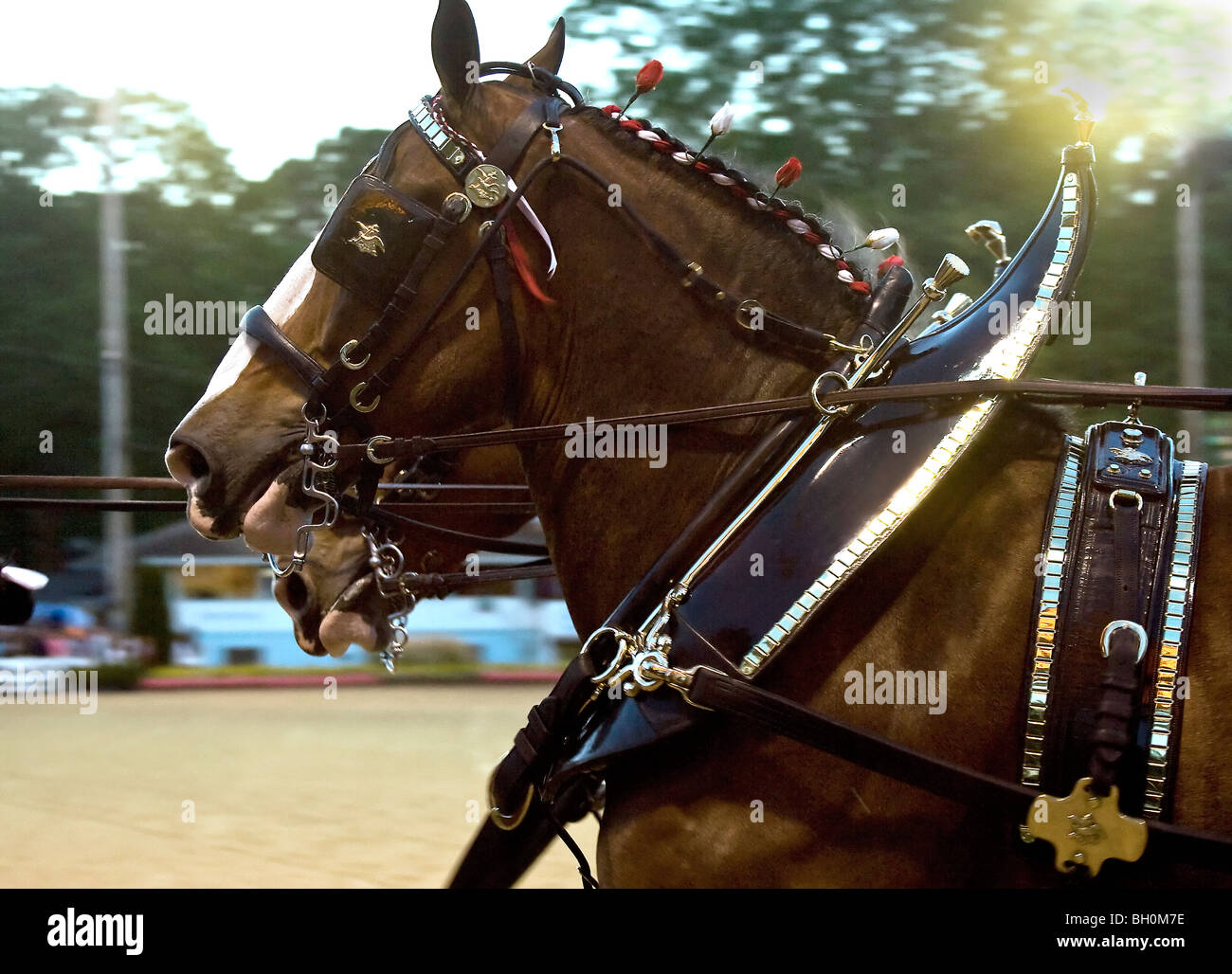 Lead horses of the budweiser show carriage devon horse show hires stock photography and images