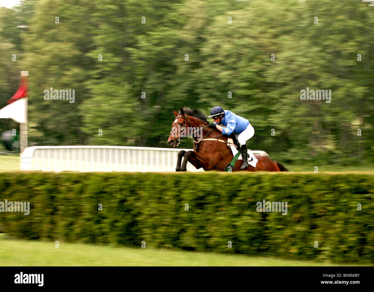 "Steeplechase Rider Jumping the Hedge Stock Photo Alamy