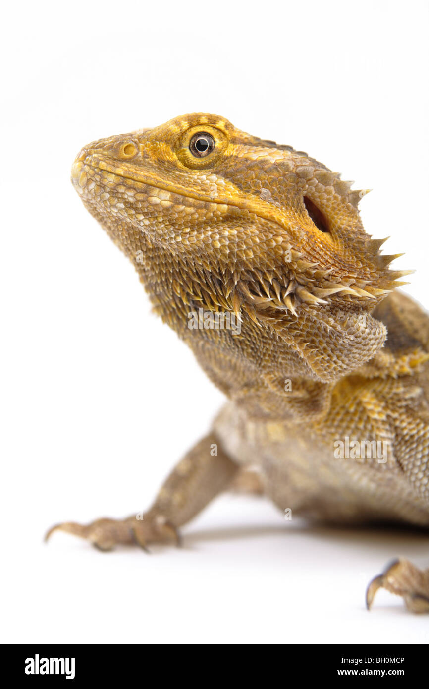 A Bearded Dragon photographed on a white background. Stock Photo